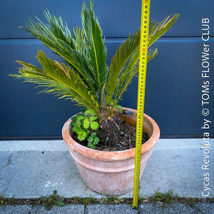 Cycas Revoluta, organically grown palm fern plants for sale at TOMs FLOWer CLUB.