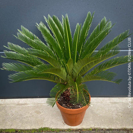 Cycas Revoluta, organically grown plants for sale at TOMs FLOWer CLUB. 