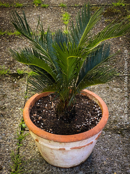 Cycas Revoluta, organically grown palm fern plants for sale at TOMs FLOWer CLUB.