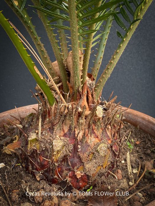 Cycas Revoluta, organically grown tropical plants for sale at TOMs FLOWer CLUB.