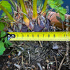 Cycas Revoluta, organically grown palm fern plants for sale at TOMs FLOWer CLUB.