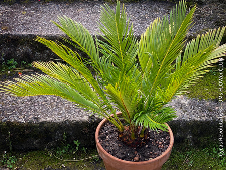 Cycas Revoluta, organically grown tropical plants for sale at TOMs FLOWer CLUB.