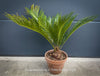 Cycas Revoluta, organically grown tropical plants for sale at TOMs FLOWer CLUB.