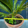 Cycas Revoluta, organically grown palm fern plants for sale at TOMs FLOWer CLUB.