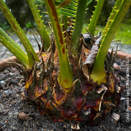 Cycas Revoluta, organically grown tropical plants for sale at TOMs FLOWer CLUB.