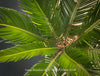 Cycas Revoluta, organically grown tropical plants for sale at TOMs FLOWer CLUB.