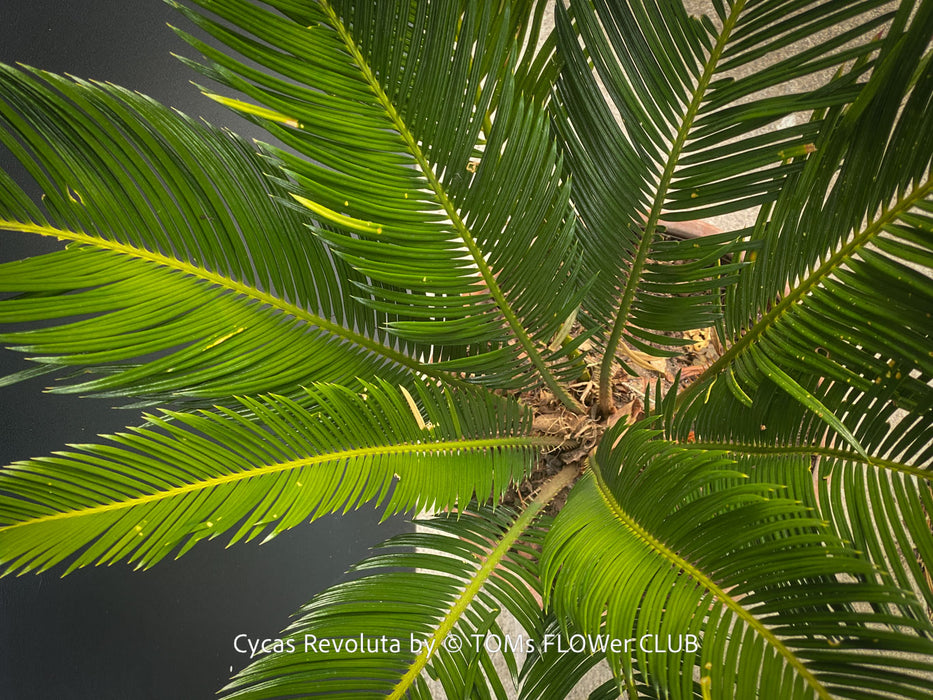 Cycas Revoluta, organically grown tropical plants for sale at TOMs FLOWer CLUB.