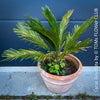 Cycas Revoluta, organically grown palm fern plants for sale at TOMs FLOWer CLUB.