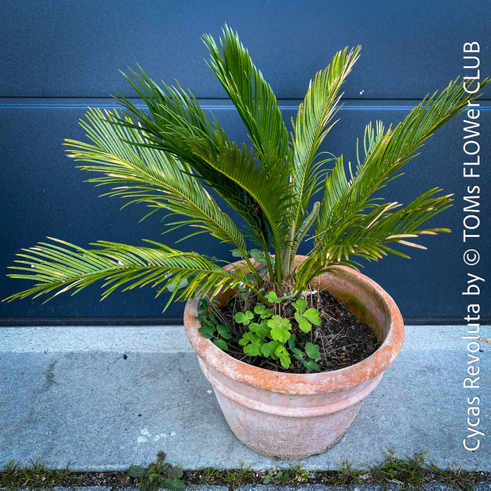 Cycas Revoluta, organically grown palm fern plants for sale at TOMs FLOWer CLUB.