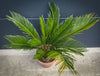 Cycas Revoluta, organically grown tropical plants for sale at TOMs FLOWer CLUB.