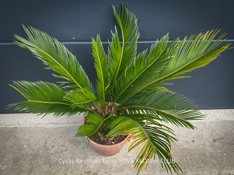 Cycas Revoluta, organically grown tropical plants for sale at TOMs FLOWer CLUB.
