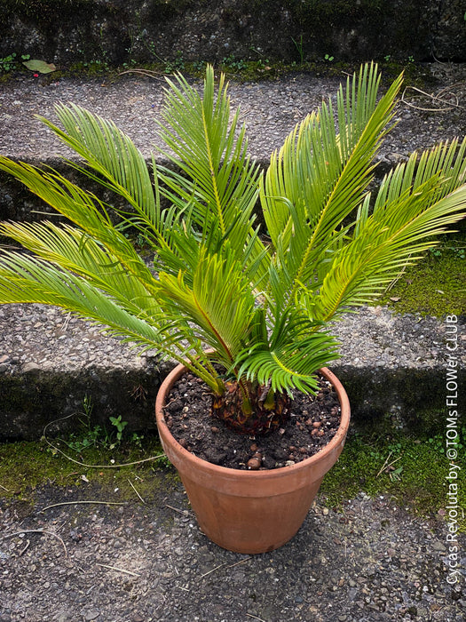 Cycas Revoluta, organically grown tropical plants for sale at TOMs FLOWer CLUB.