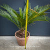 Cycas Revoluta, organically grown tropical plants for sale at TOMs FLOWer CLUB.