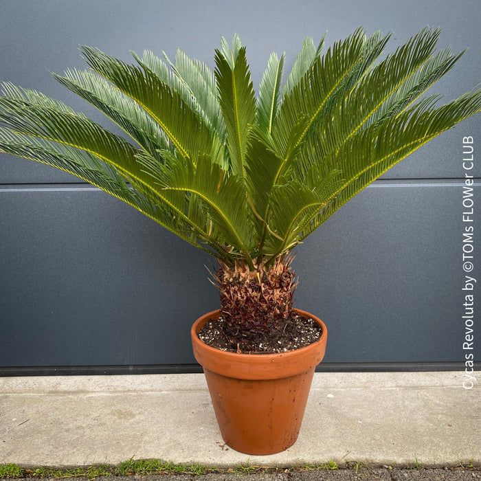Cycas Revoluta, organically grown plants for sale at TOMs FLOWer CLUB. 