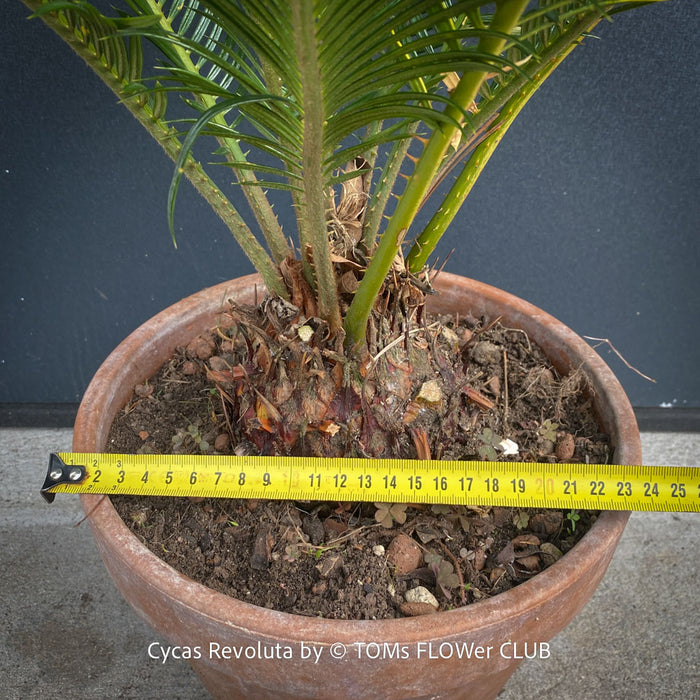 Cycas Revoluta, organically grown tropical plants for sale at TOMs FLOWer CLUB.
