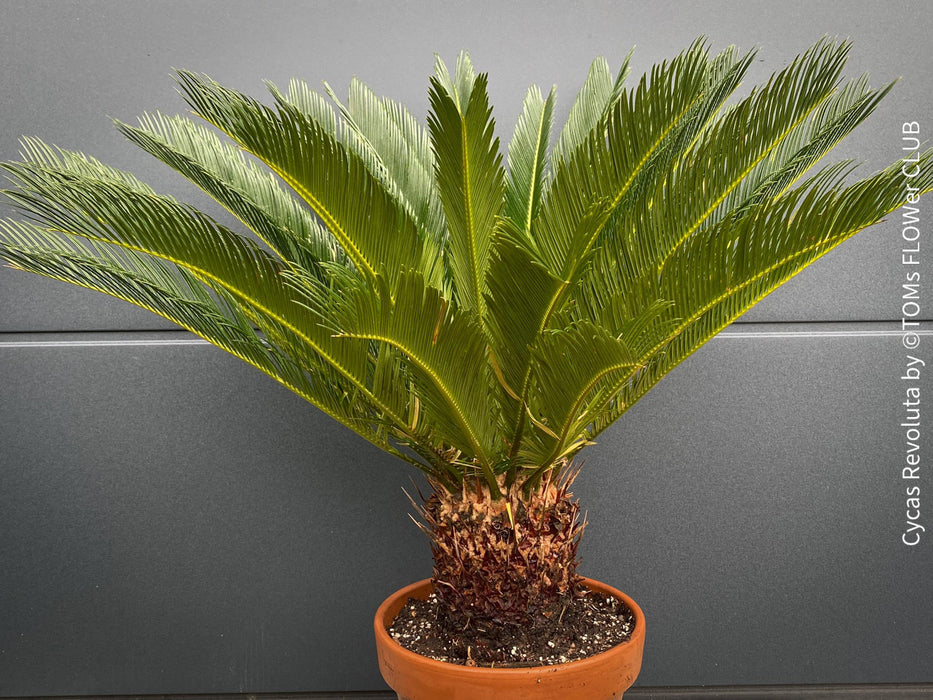 Cycas Revoluta, organically grown plants for sale at TOMs FLOWer CLUB. 