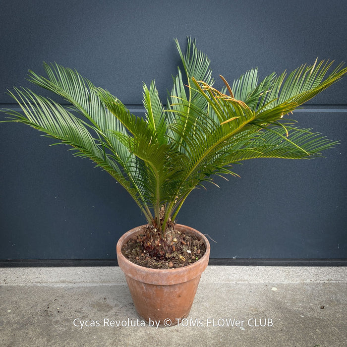 Cycas Revoluta, organically grown tropical plants for sale at TOMs FLOWer CLUB.