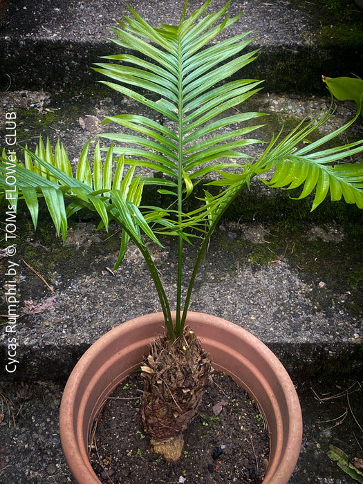 Cycas Rumphii, Queen Sago, Rumph’s cycad, false sago palm, organically grown palm fern plants for sale at TOMs FLOWer CLUB.