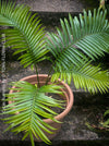 Cycas Rumphii, Queen Sago, Rumph’s cycad, false sago palm, organically grown palm fern plants for sale at TOMs FLOWer CLUB.