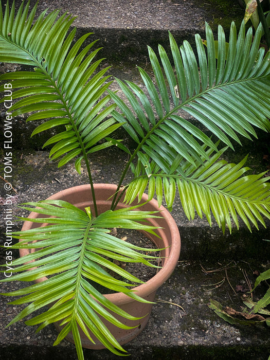 Cycas Rumphii, Queen Sago, Rumph’s cycad, false sago palm, organically grown palm fern plants for sale at TOMs FLOWer CLUB.