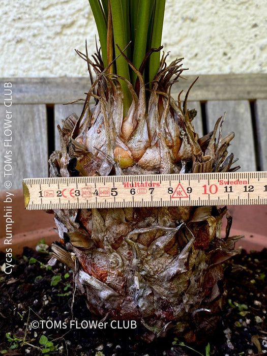 Cycas Rumphii, Queen Sago, Rumph’s cycad, false sago palm, organically grown palm fern plants for sale at TOMs FLOWer CLUB.