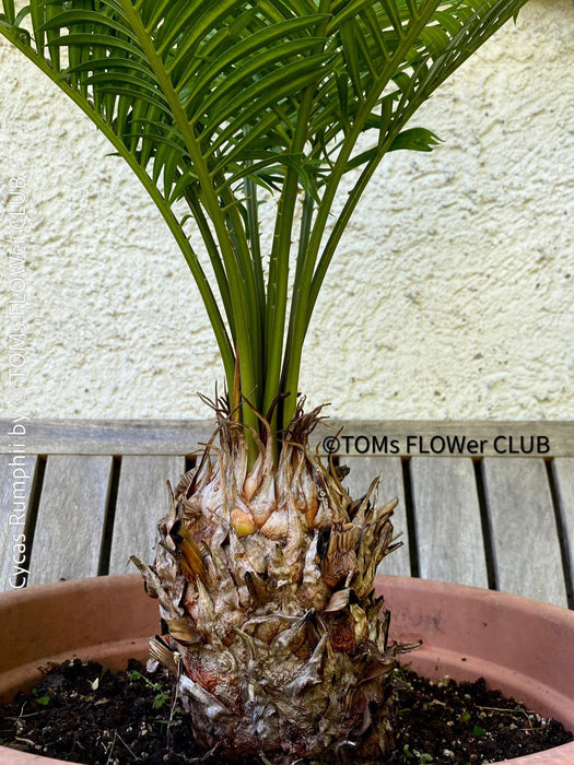 Cycas Rumphii, Queen Sago, Rumph’s cycad, false sago palm, organically grown palm fern plants for sale at TOMs FLOWer CLUB.