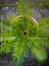 Cycas Rumphii, Queen Sago, Rumph’s cycad, false sago palm, organically grown palm fern plants for sale at TOMs FLOWer CLUB.