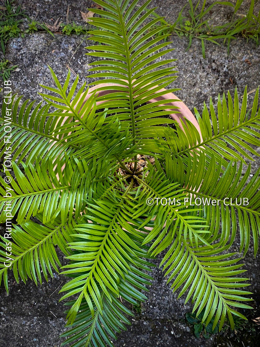 Cycas Rumphii, Queen Sago, Rumph’s cycad, false sago palm, organically grown palm fern plants for sale at TOMs FLOWer CLUB.