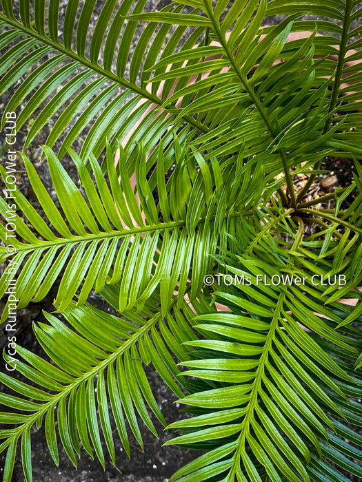Cycas Rumphii, Queen Sago, Rumph’s cycad, false sago palm, organically grown palm fern plants for sale at TOMs FLOWer CLUB.