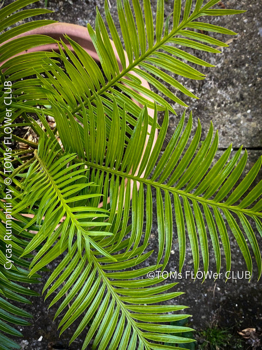 Cycas Rumphii, Queen Sago, Rumph’s cycad, false sago palm, organically grown palm fern plants for sale at TOMs FLOWer CLUB.
