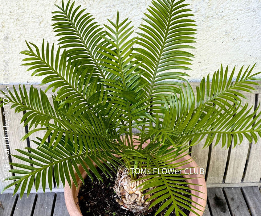 Cycas Rumphii, Queen Sago, Rumph’s cycad, false sago palm, organically grown palm fern plants for sale at TOMs FLOWer CLUB.