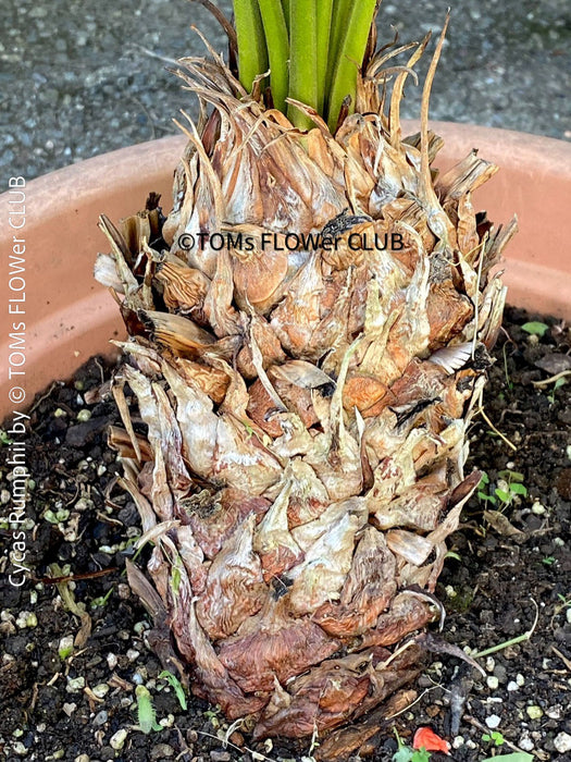 Cycas Rumphii, Queen Sago, Rumph’s cycad, false sago palm, organically grown palm fern plants for sale at TOMs FLOWer CLUB.