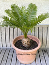 Cycas Rumphii, Queen Sago, Rumph’s cycad, false sago palm, organically grown palm fern plants for sale at TOMs FLOWer CLUB.