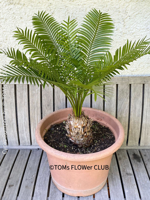 Cycas Rumphii, Queen Sago, Rumph’s cycad, false sago palm, organically grown palm fern plants for sale at TOMs FLOWer CLUB.