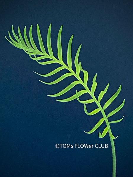 Cycas pectinata, organically grown palm fern plants for sale at TOMsFLOWer CLUB.