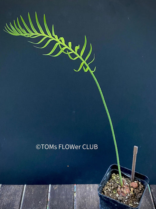 Cycas pectinata, organically grown palm fern plants for sale at TOMsFLOWer CLUB.