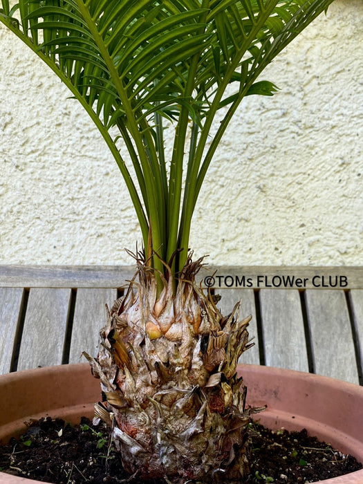 Cycas Rumphii, organically grown palm fern plants for sale at TOMsFLOWer CLUB.