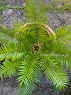 Cycas Rumphii, organically grown palm fern plants for sale at TOMsFLOWer CLUB.