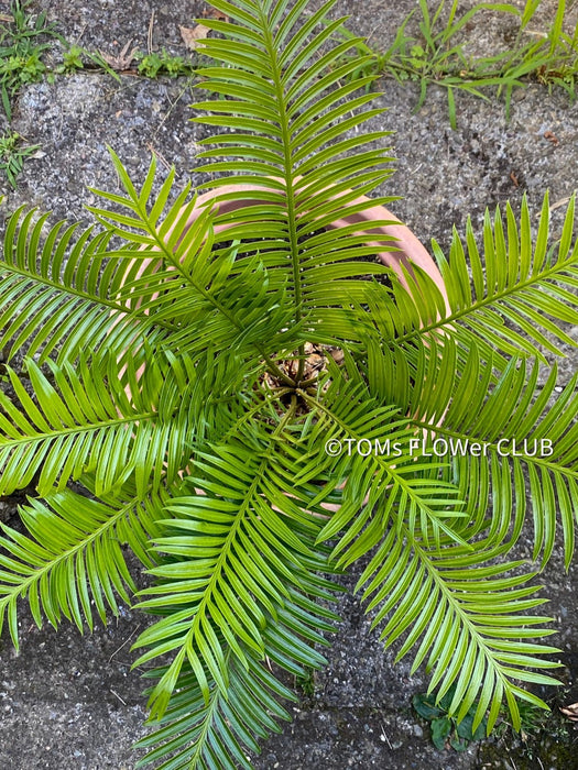 Cycas Rumphii, organically grown palm fern plants for sale at TOMsFLOWer CLUB.