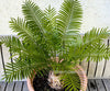 Cycas Rumphii, organically grown palm fern plants for sale at TOMsFLOWer CLUB.