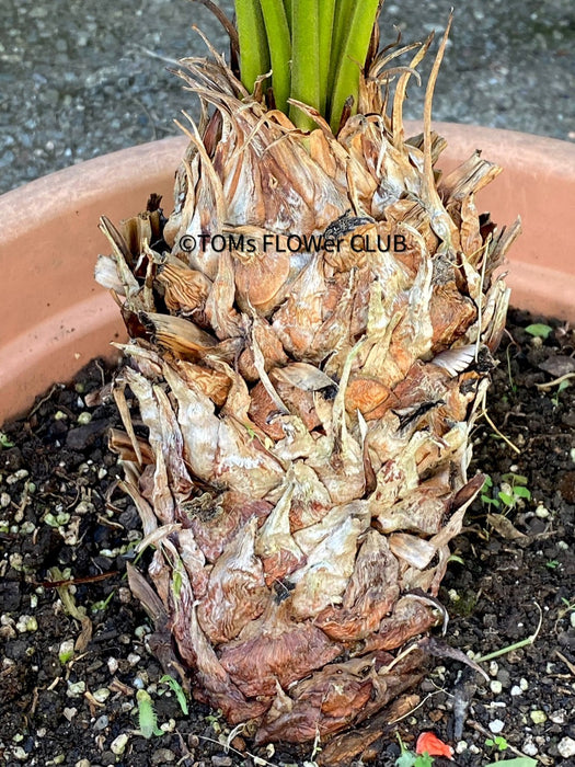 Cycas Rumphii, organically grown palm fern plants for sale at TOMsFLOWer CLUB.