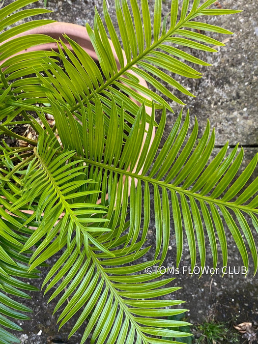 Cycas Rumphii, organically grown palm fern plants for sale at TOMsFLOWer CLUB.