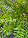 Cycas Rumphii, organically grown palm fern plants for sale at TOMsFLOWer CLUB.