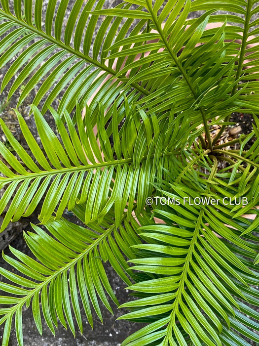 Cycas Rumphii, organically grown palm fern plants for sale at TOMsFLOWer CLUB.