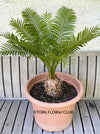 Cycas Rumphii, organically grown palm fern plants for sale at TOMsFLOWer CLUB.