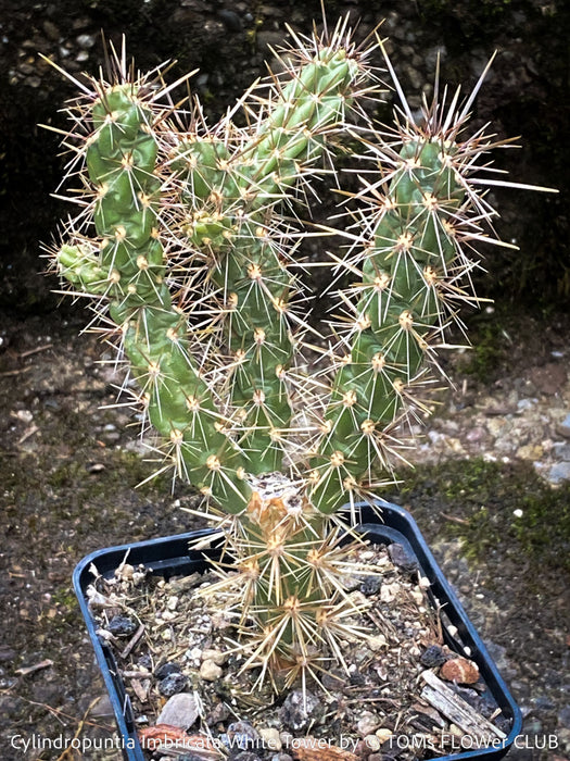 Cylindropuntia Imbricata White Tower, Tree Cholla, organically grown hardy, low maintenance succulent plants and cactus for sale at TOMs FLOWer CLUB.