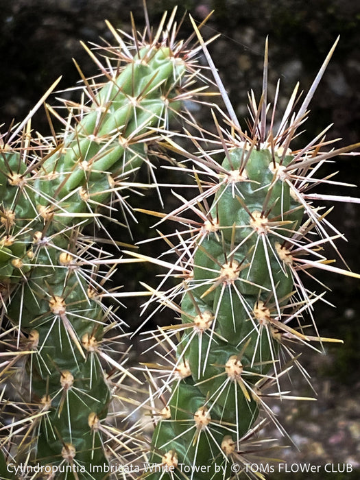 Cylindropuntia Imbricata White Tower, Tree Cholla, organically grown hardy, low maintenance succulent plants and cactus for sale at TOMs FLOWer CLUB.