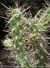 Cylindropuntia Imbricata White Tower, Tree Cholla, organically grown hardy, low maintenance succulent plants and cactus for sale at TOMs FLOWer CLUB.