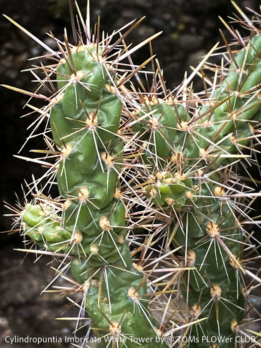 Cylindropuntia Imbricata White Tower, Tree Cholla, organically grown hardy, low maintenance succulent plants and cactus for sale at TOMs FLOWer CLUB.