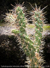 Cylindropuntia Imbricata White Tower, Tree Cholla, organically grown hardy, low maintenance succulent plants and cactus for sale at TOMs FLOWer CLUB.